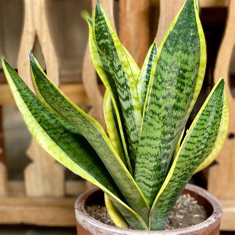 Sansevieria trifasciata – Wikipedia